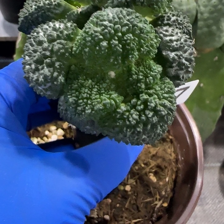 大尤双头哥斯拉687