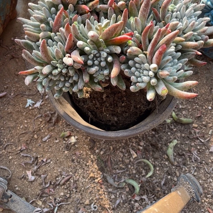 467号雪花多肉植物