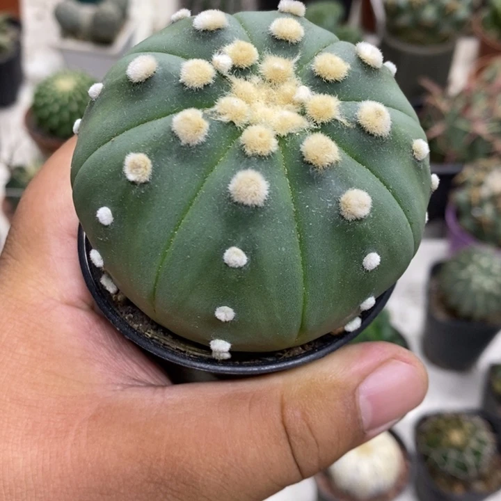 实生大兜特价福利