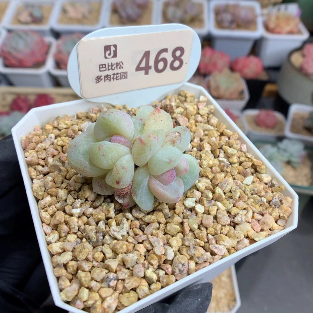 468 特冰玉石化多肉