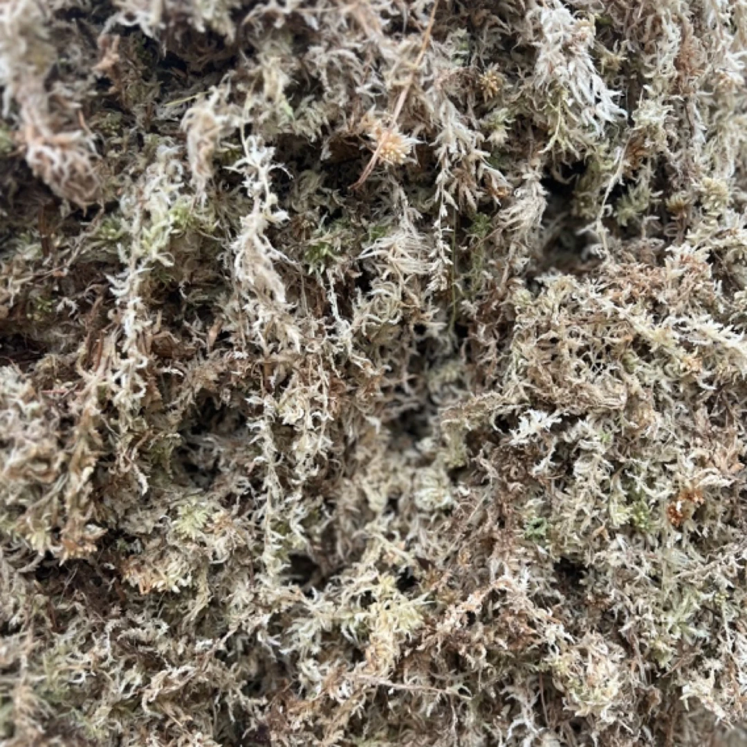 「水苔」基地自用 蝴蝶兰兰花专用质料 150克