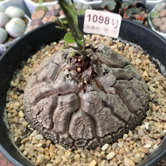 1098，9厘米如图一物一拍