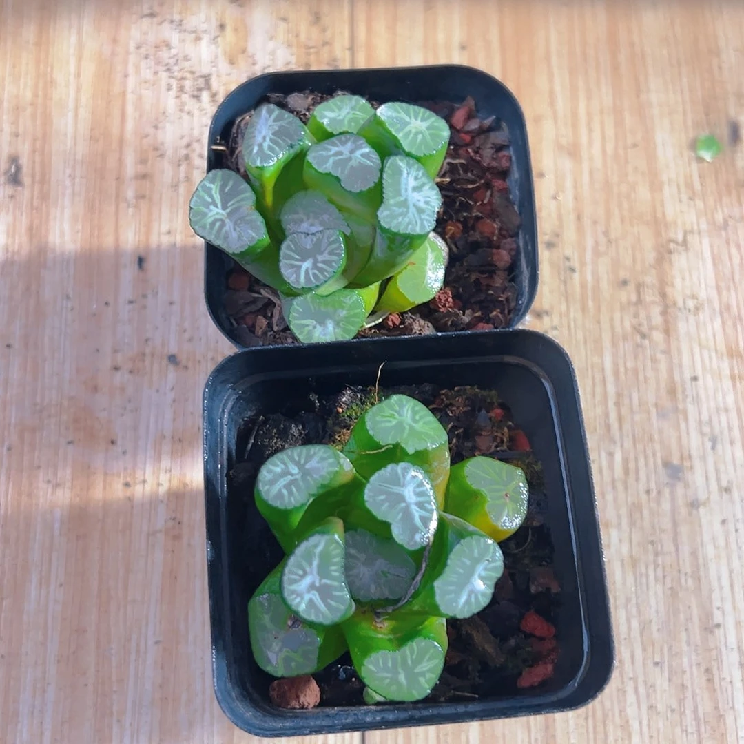 雪龙万象多肉多肉多肉一颗