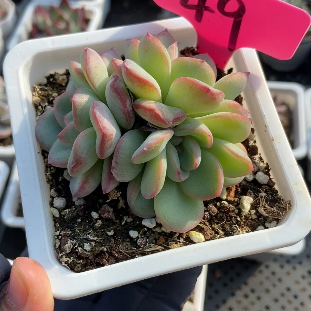 49泡芙多肉植物多肉