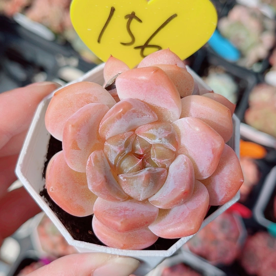 156号小老桩糖心群