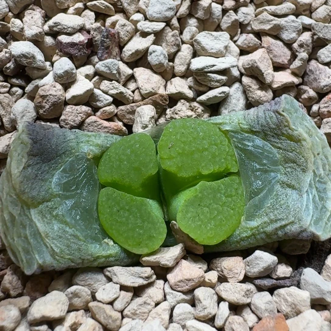 昨****来0216-34肉锥肉锥肉锥