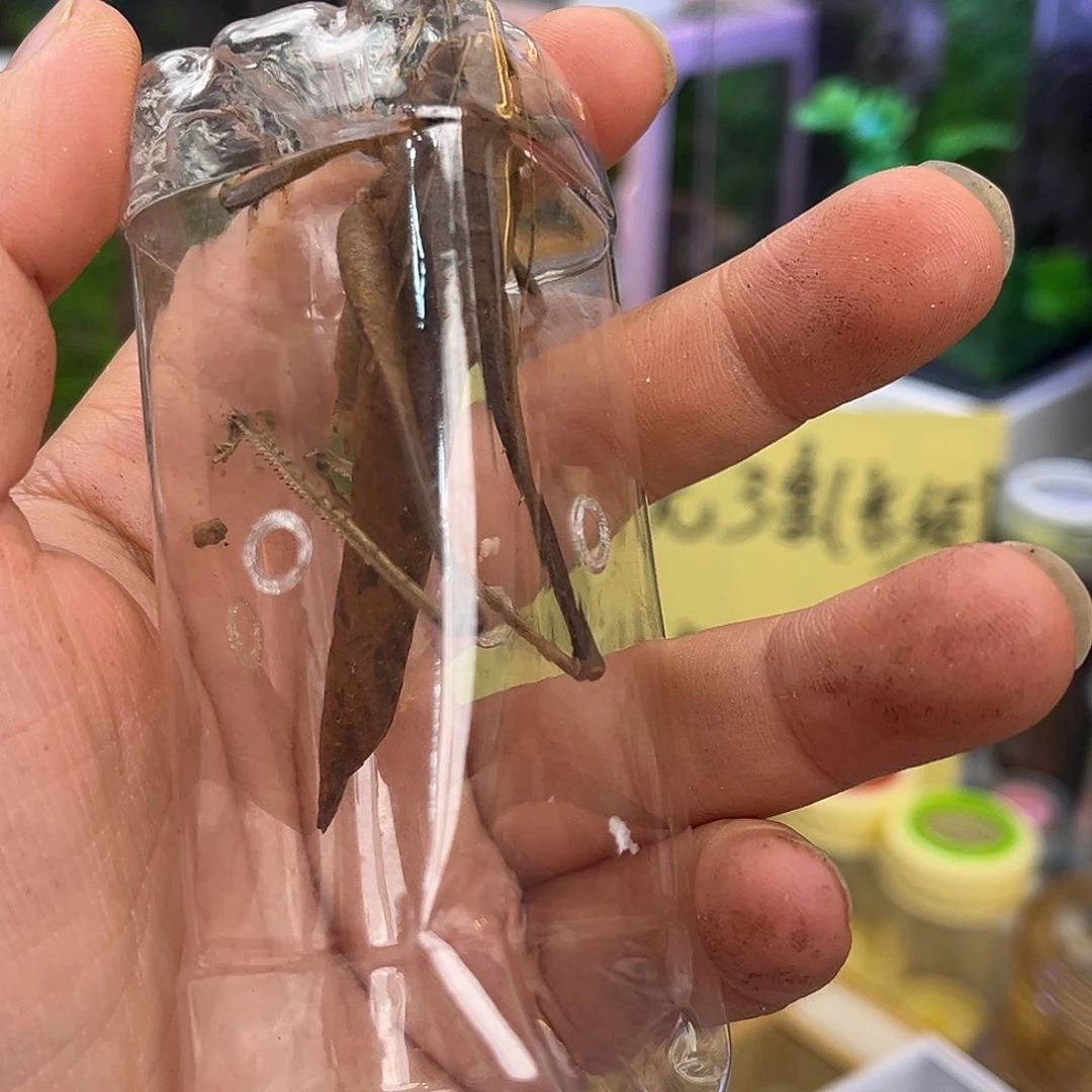 *****1短蛙坊1竹铃哈哈哈