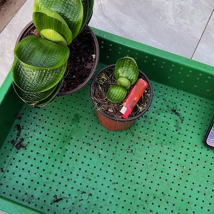 完全开放油麻娃娃