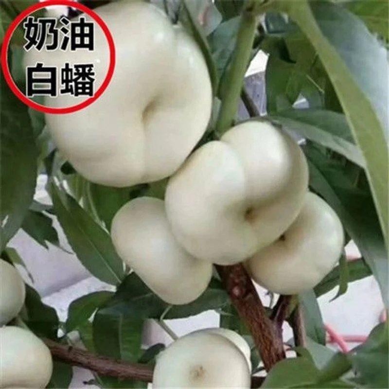 新品种嫁接桃树苗【奶油白蟠桃】树苗盆栽地栽南方北方种植果树苗