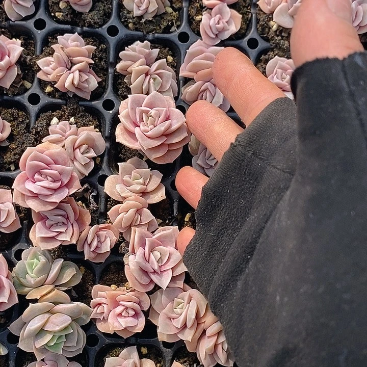 370 多肉植物盆栽花卉植物