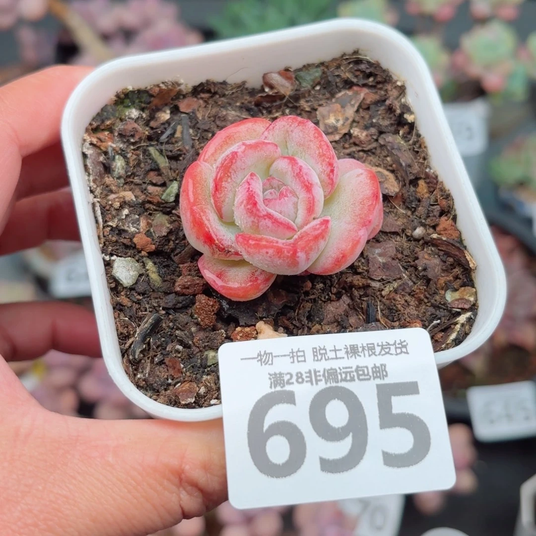 石化橘子冰无盆土发货