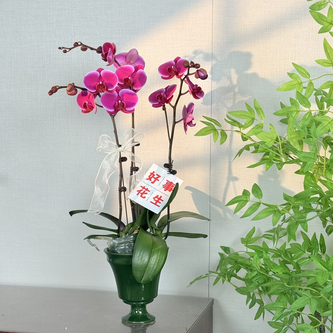 精选蝴蝶兰【比勒托利亚】艺术组盆高级感室内花卉绿植 基地直发