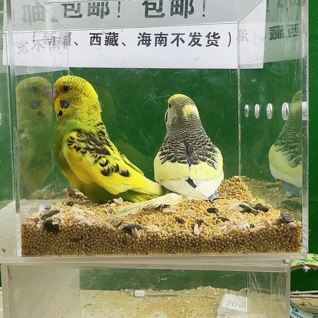 虎皮鹦鹉大头鹦鹉