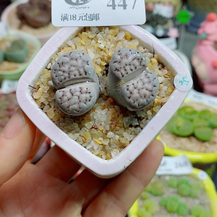 生石花花花花花花花447