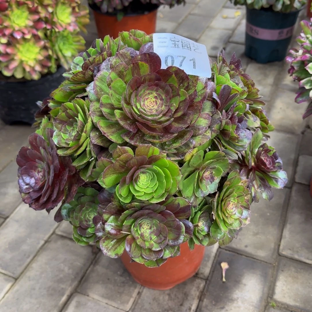 多肉植物片071花月夜