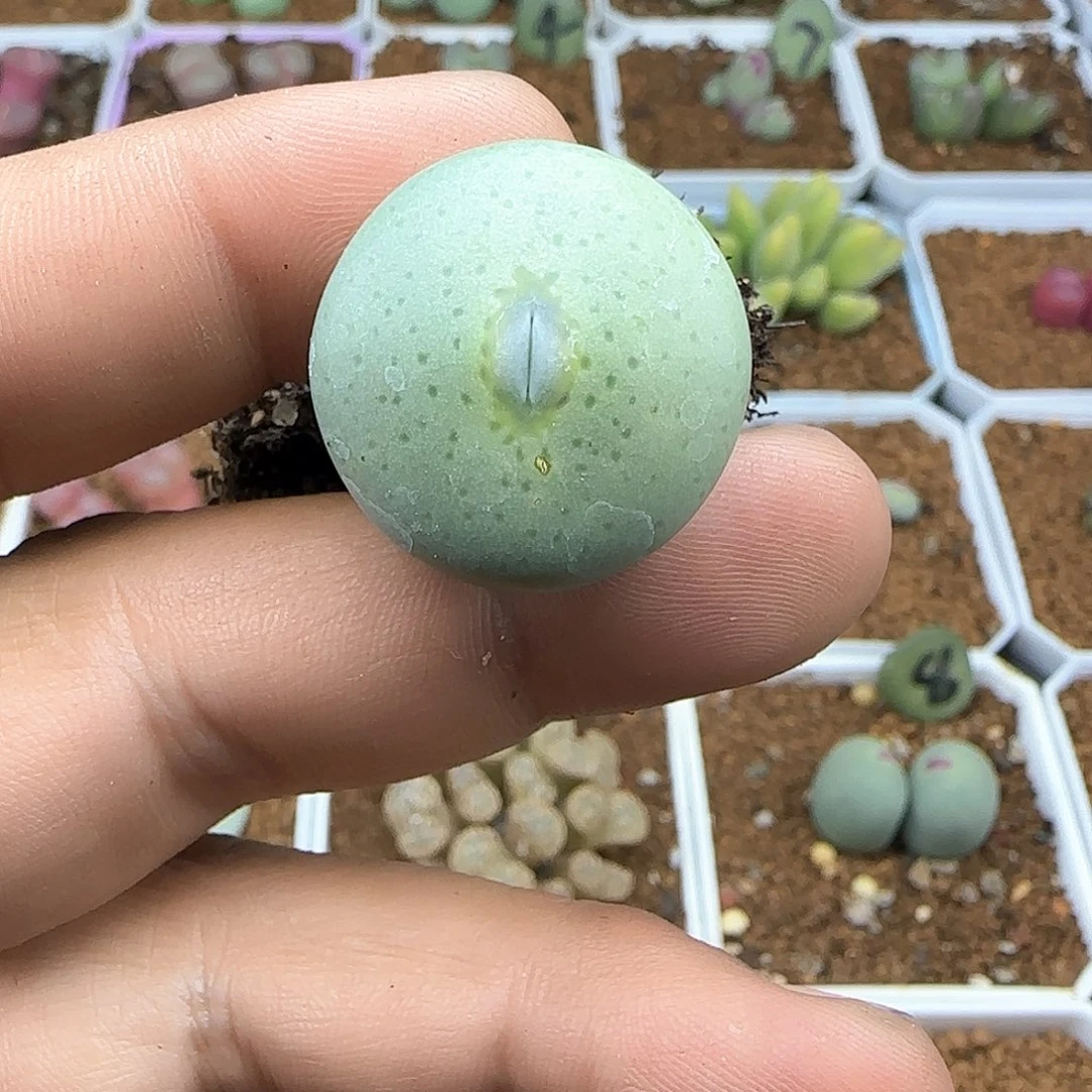 辣*脱土年后发货24558