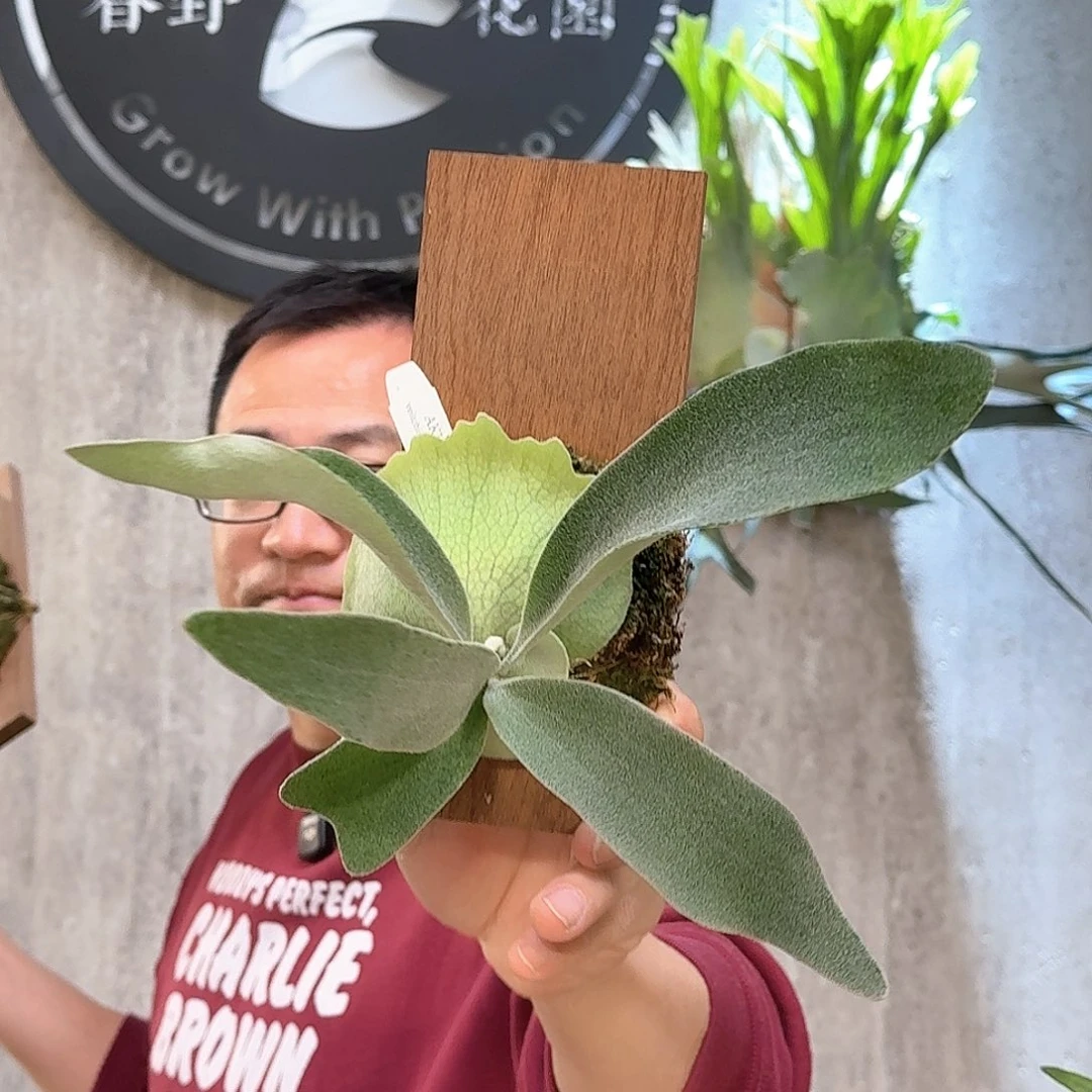 不开花植物Akki鹿角蕨书签板