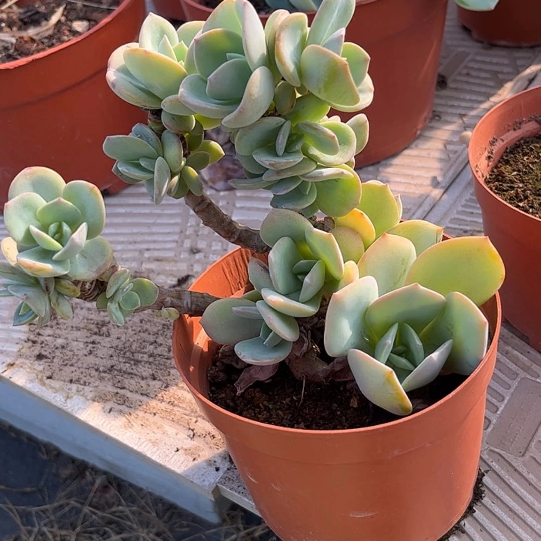 【闪购商品】无花朵酥*