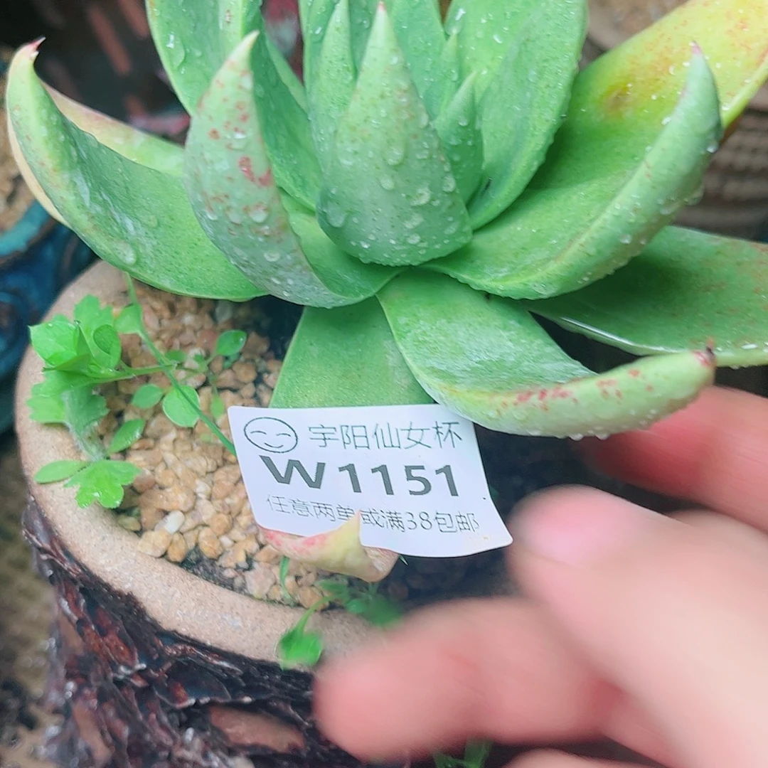 1151绿雪山仙女杯多肉
