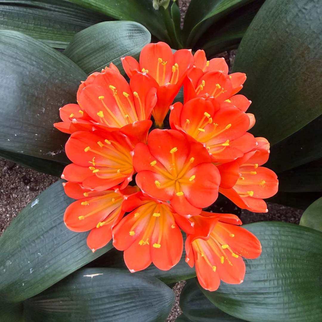 君子兰大苗带花苞发货能开花四季常青室内好养盆栽花卉