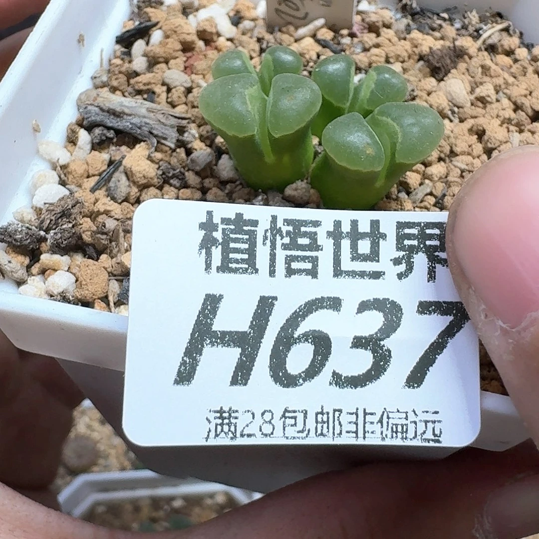 多肉植物的润泽地方