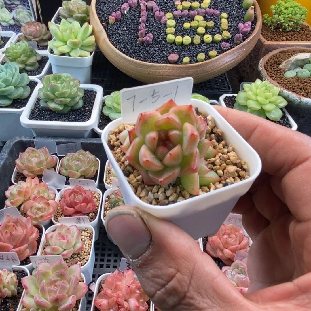 天官赐福百无禁忌