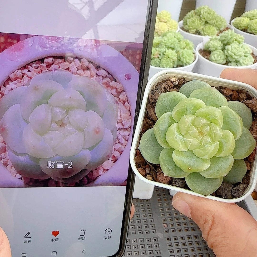 【闪购商品】0925-74（财富-2）