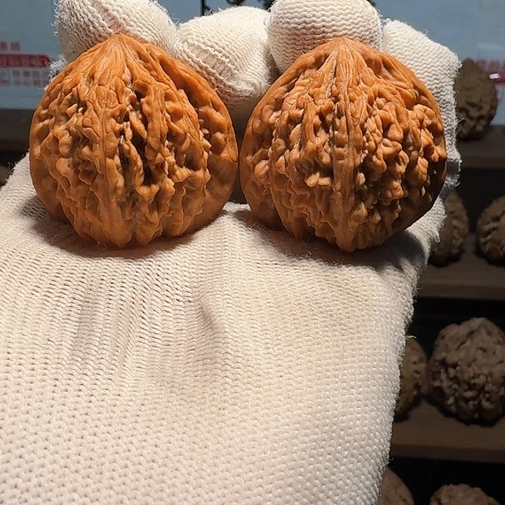 秦岭野生流星雨狮子头