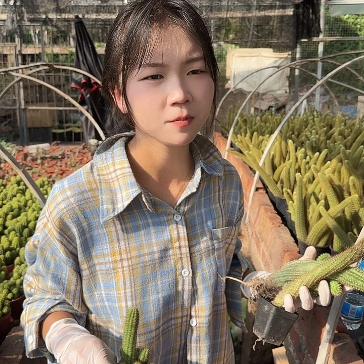 火焰/星芒/宝石/四颗（掉头掉崽不售后）