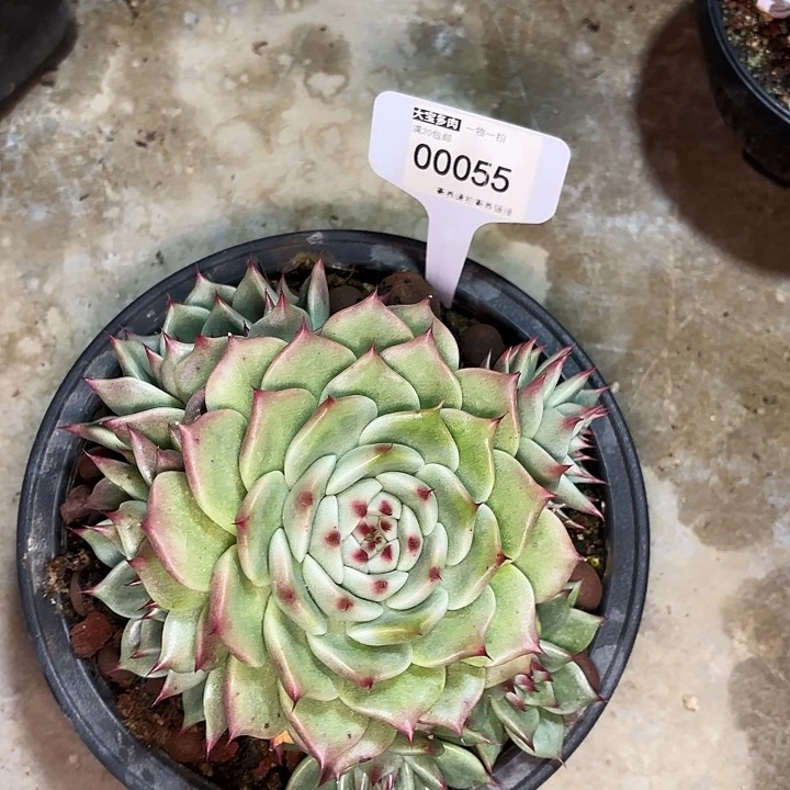 旧*梦杂交一物一拍00055