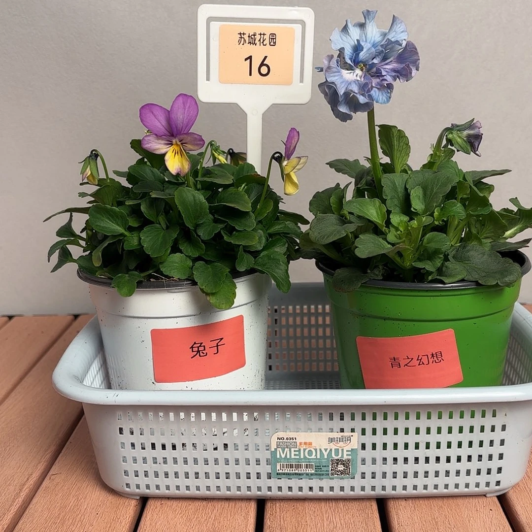 大部分开放少量花苞16