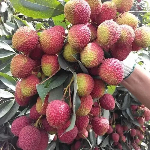 顺丰(空运)妃子笑荔枝