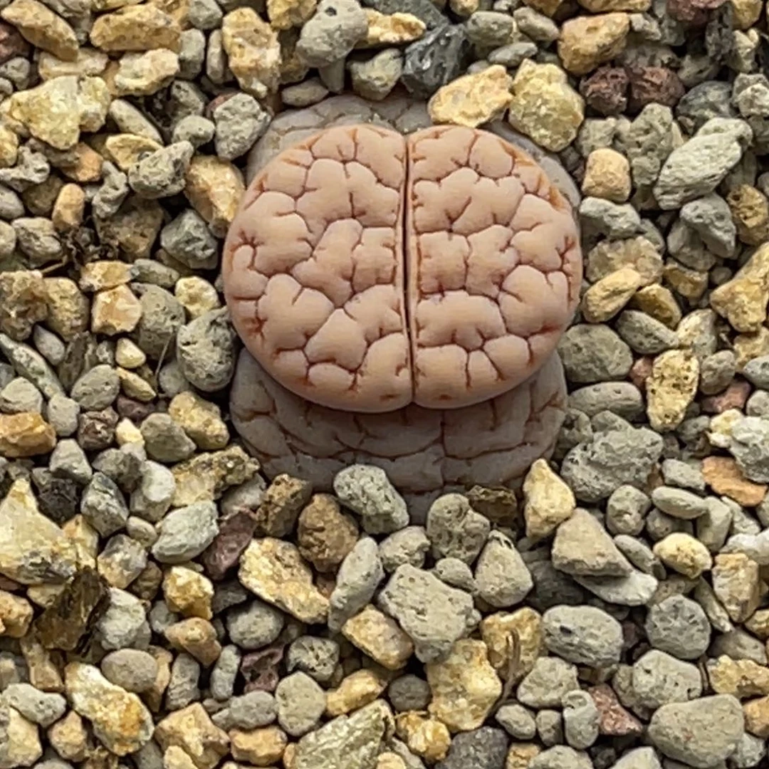 3383睫毛蛙哥连纹189