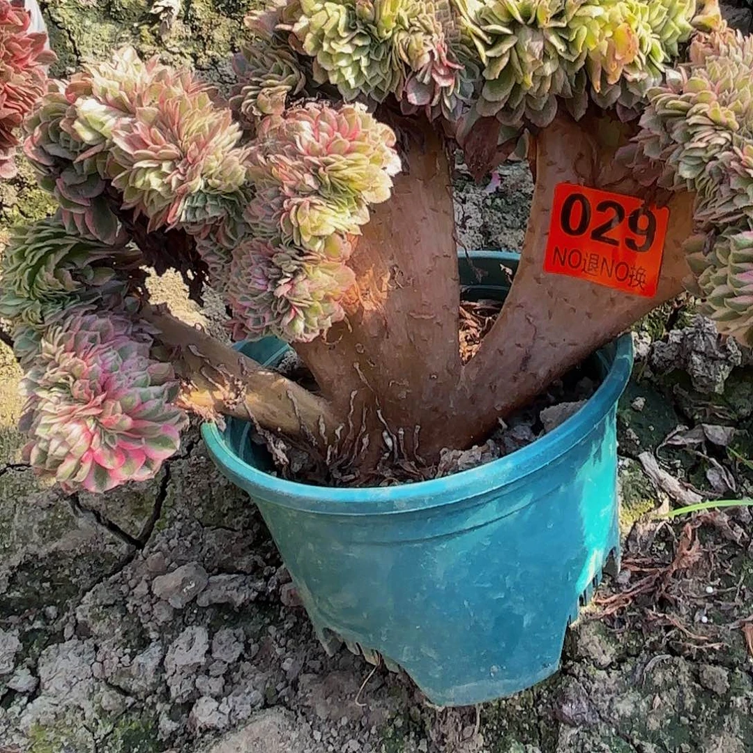 倾城缀化93-32-29