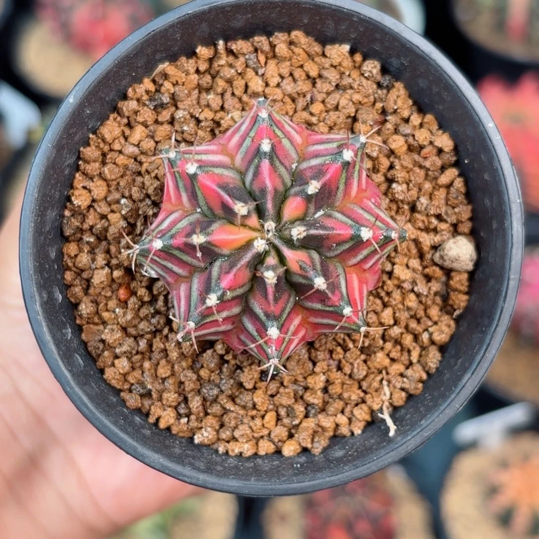 泰系米哈精品小实生10号