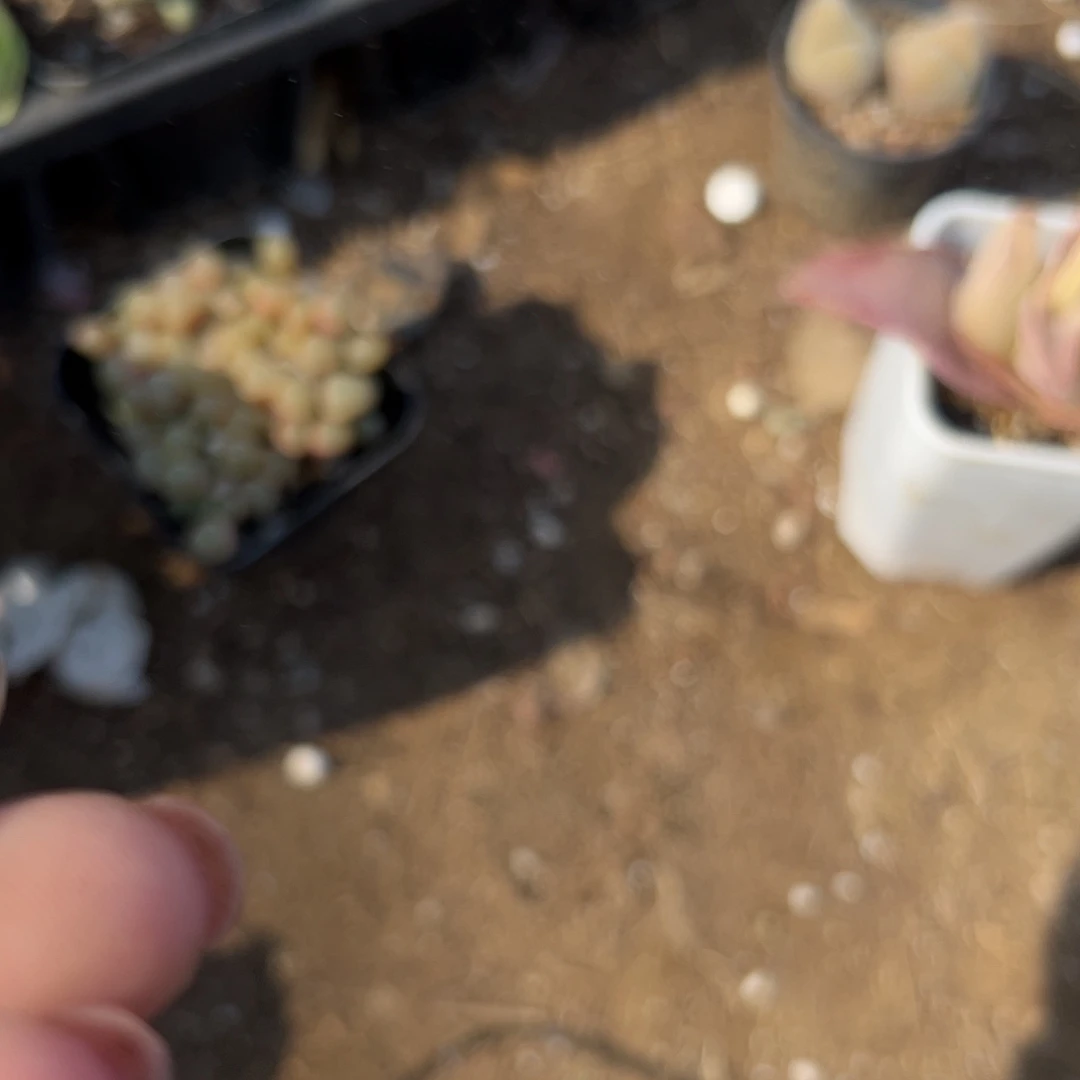 多肉植物奇艺鸟单头