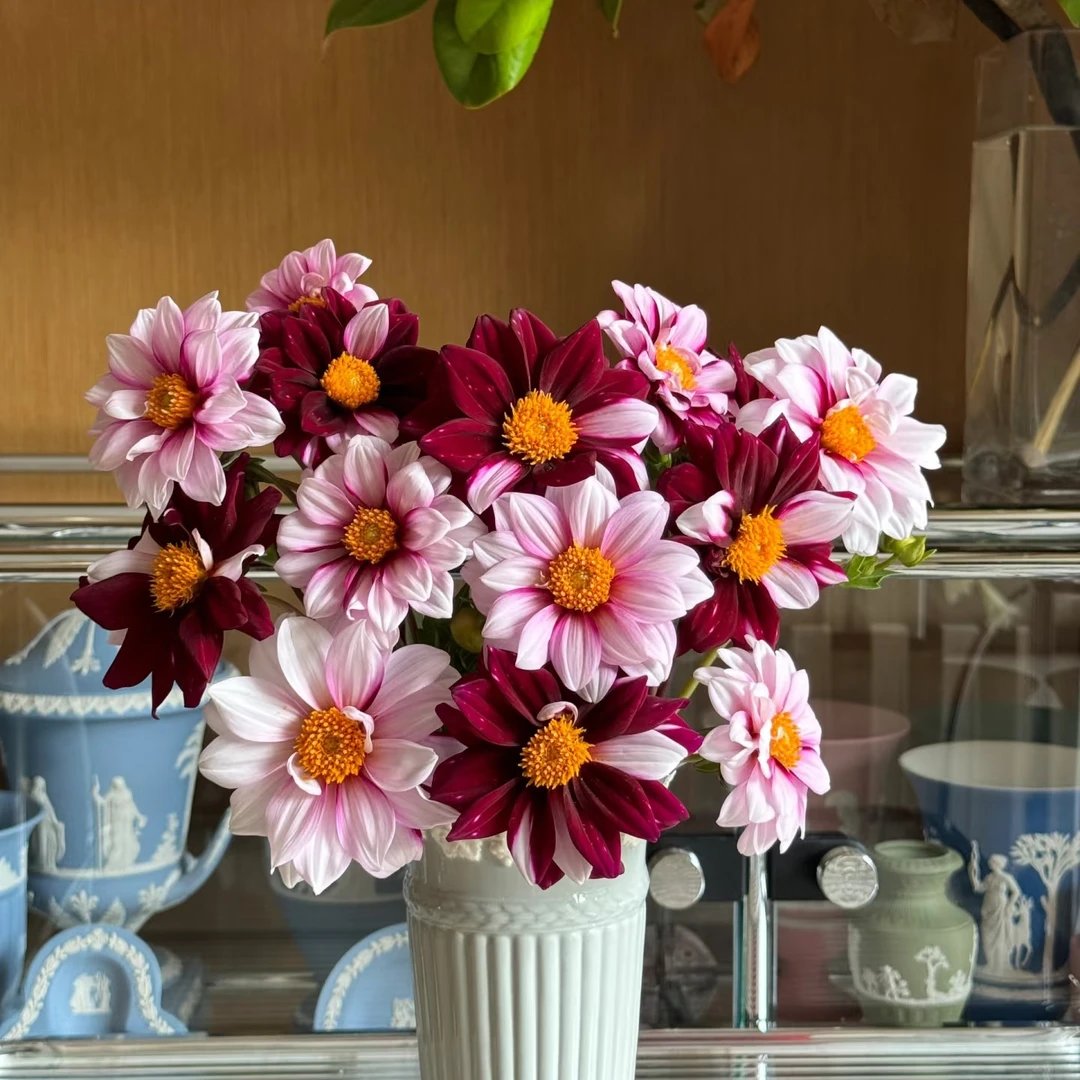 [edge of  joy花边]双色进口大丽花种球