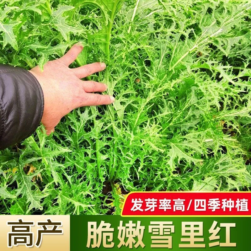 【满五包包邮】雪里红种子耐寒耐高温高产雪里蕻腊菜腌菜浇水播种
