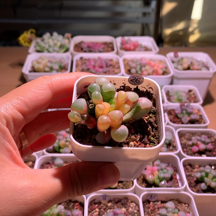 五十铃玉锦成株1颗