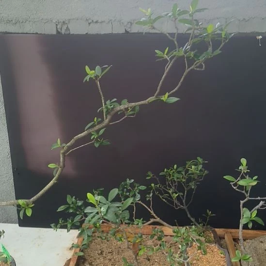 十***哥无花朵海  岛  春  花