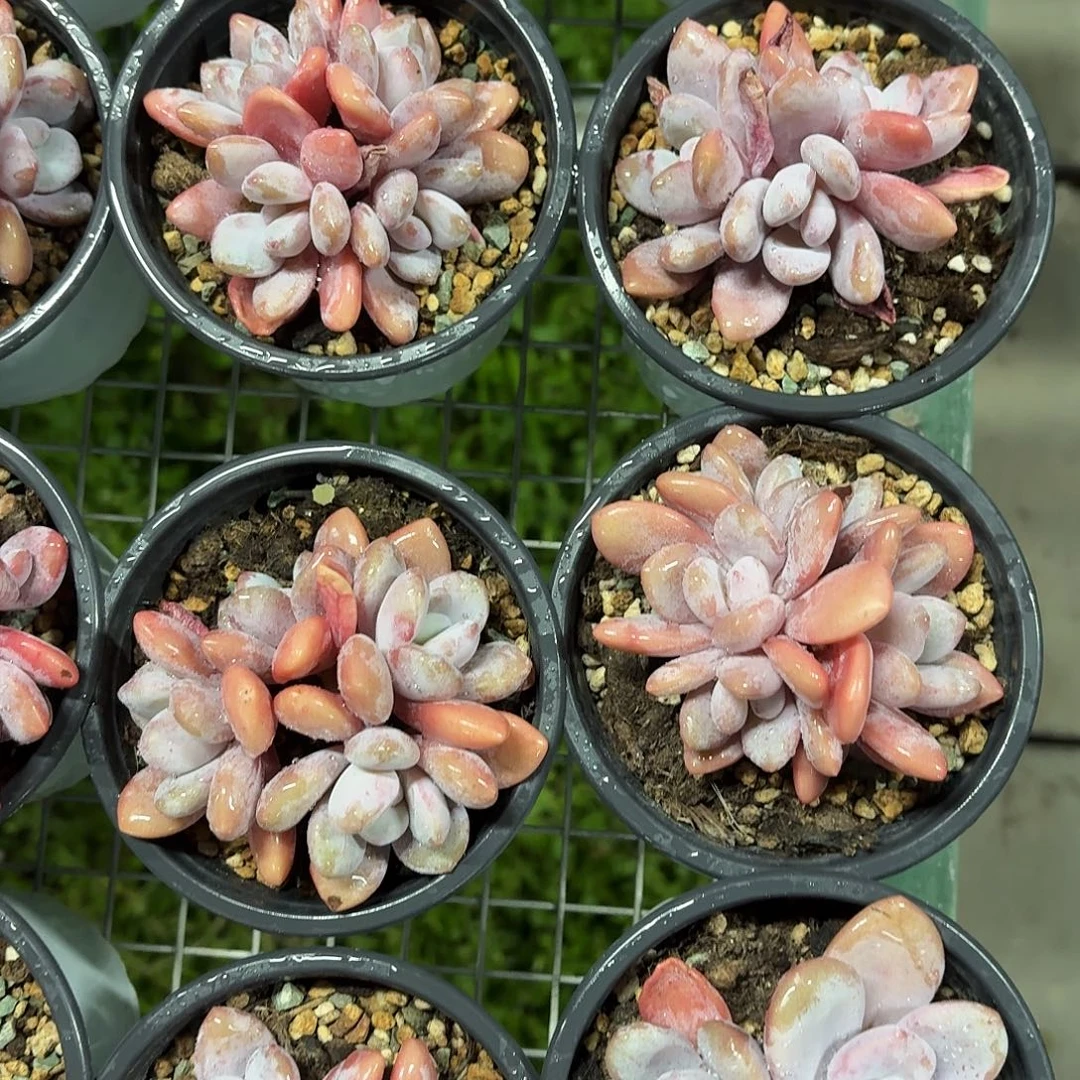 粉兔小群10㎝盆参考