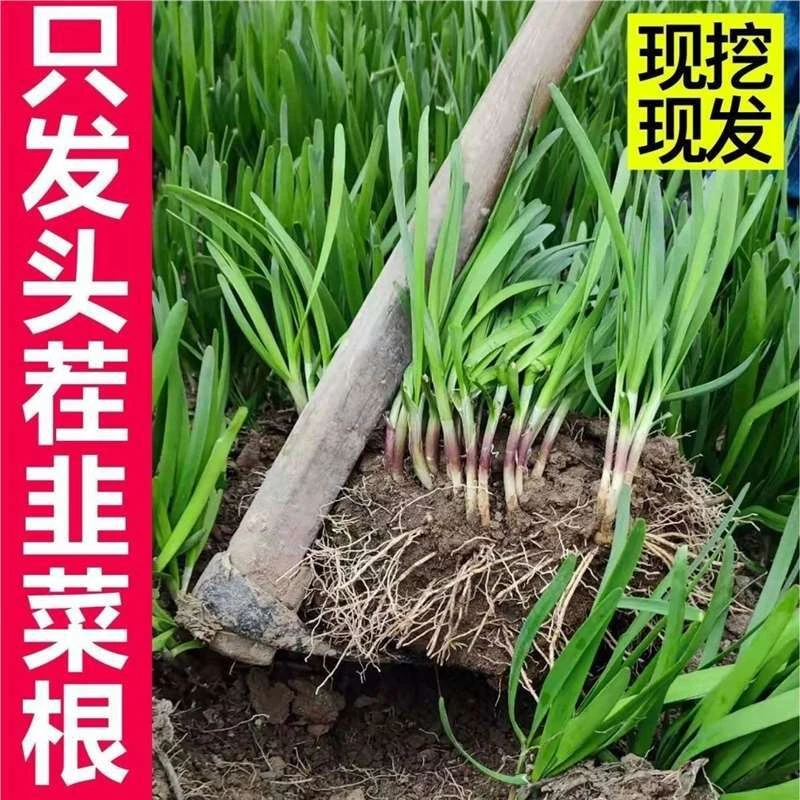 寿光现挖紫红新韭菜根宽叶韭菜苗室内阳台四季盆栽大叶韭菜根庭院