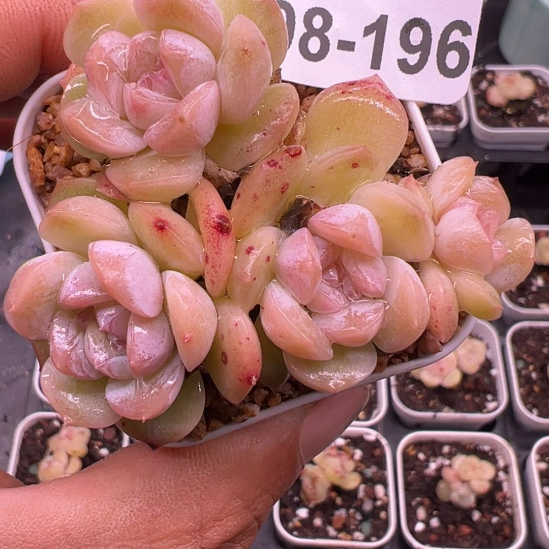 初*見小卡拉米糖心一物一拍8-196