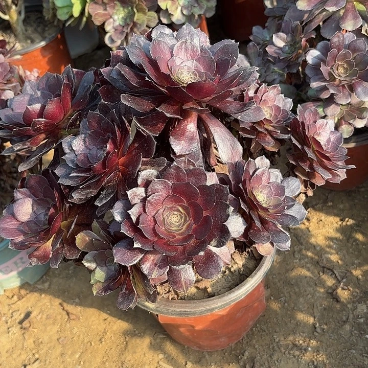 多肉植物黑寡夫43