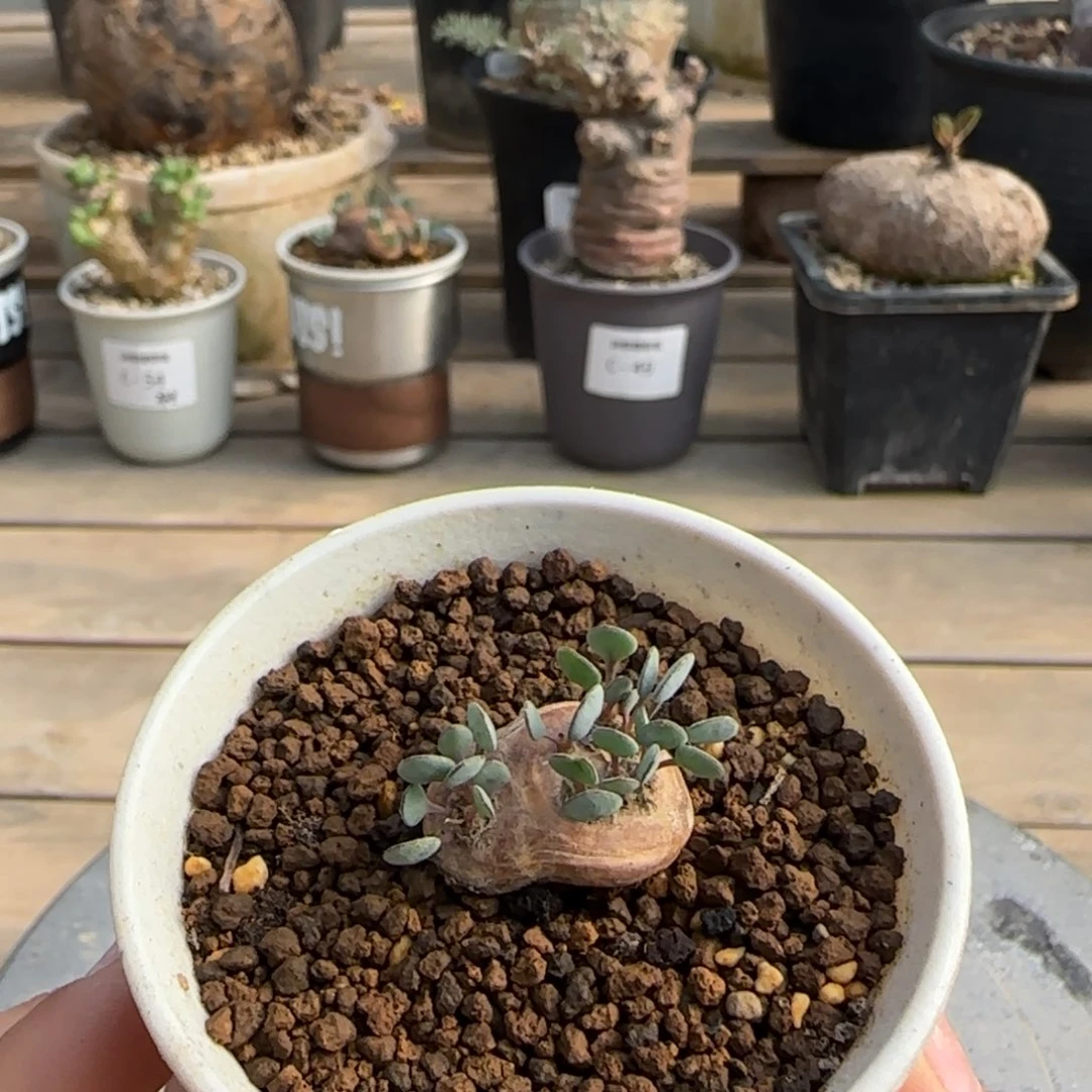 63格加厚敦菊块根植物