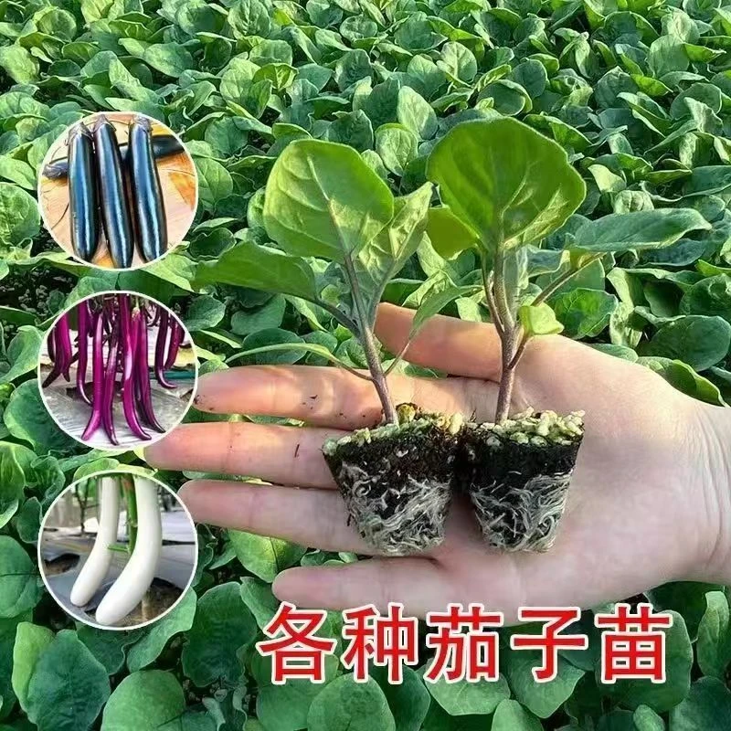 紫黑长茄子苗带土发货紫长茄子黑圆茄白茄子大龙长茄菜苗秧苗阳台