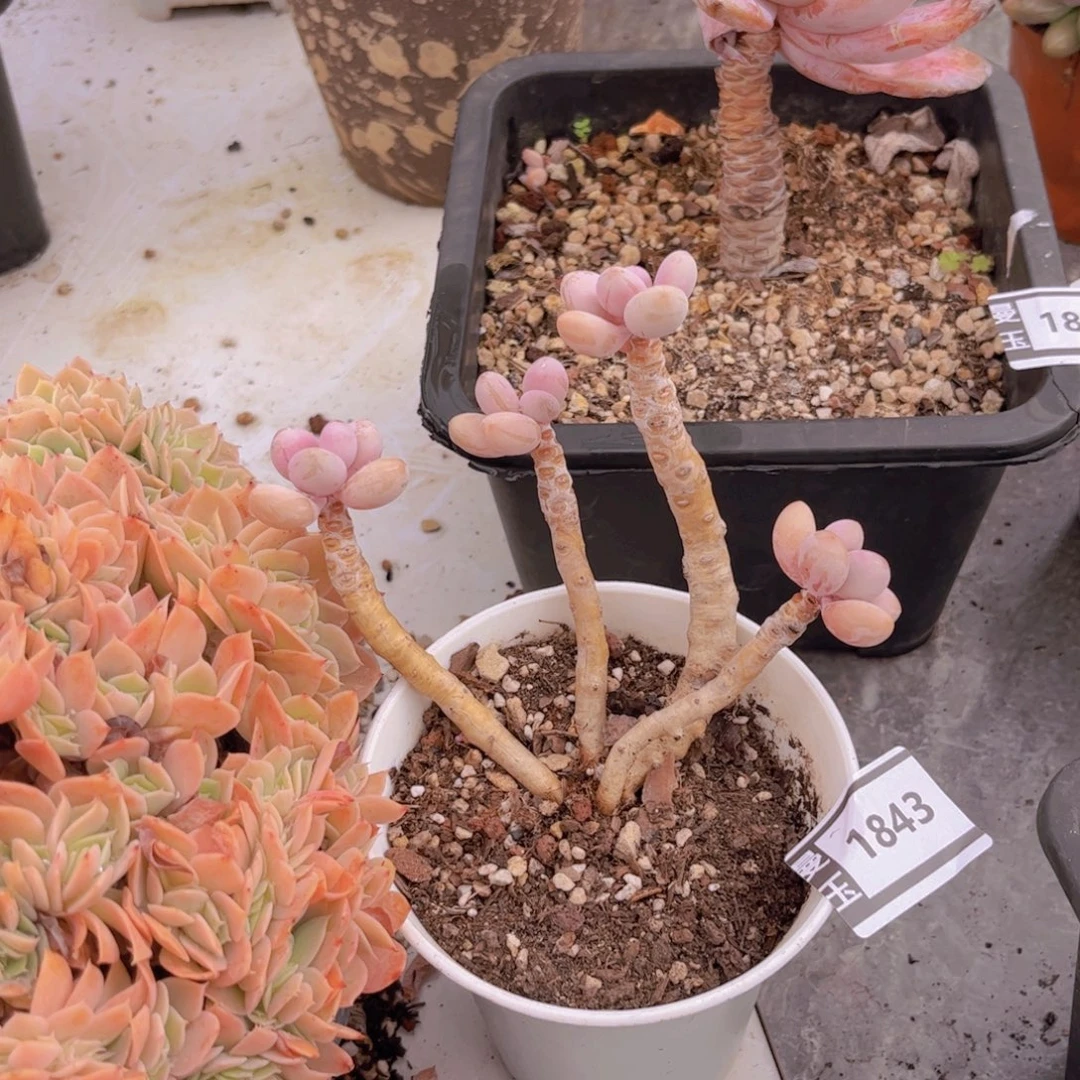 桃蛋多肉植物1843