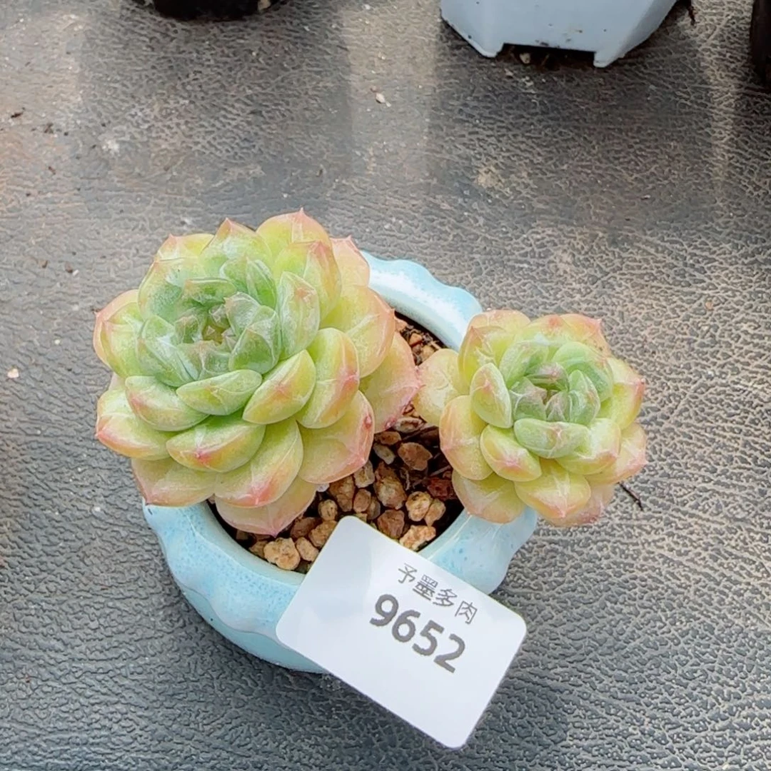 白恋，9652多肉植物