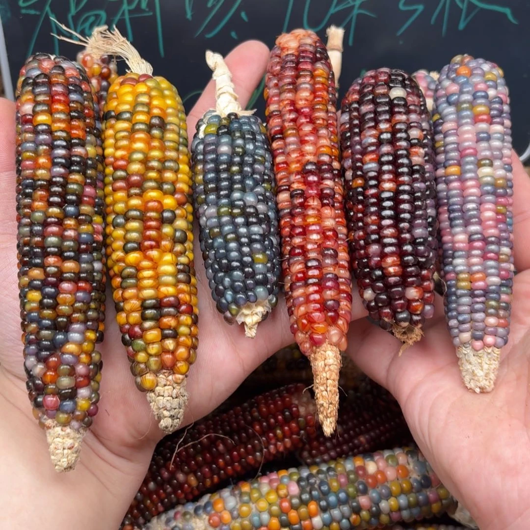 柏香籽/百香籽吊坠懒****）