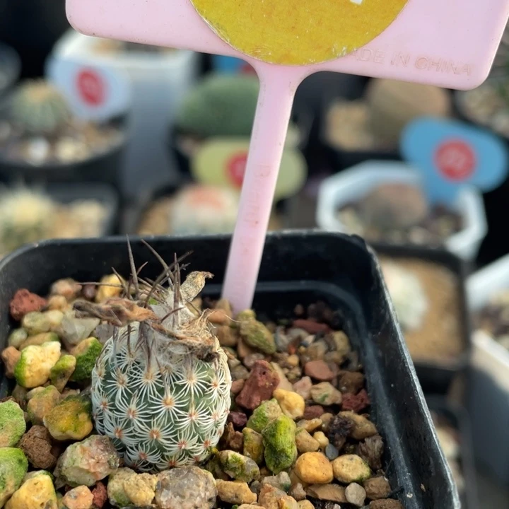 实生迪克森281700000000